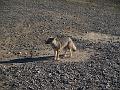 Patagonian Fox